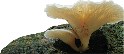 An apricot jelly fungus.