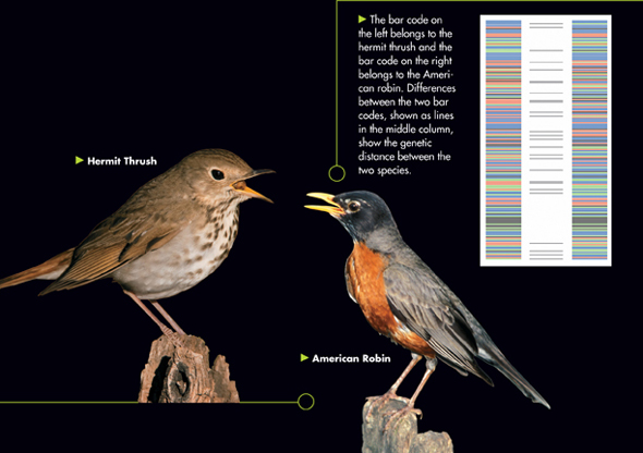 Images of a hermit thrush and an American robin and two bar codes.