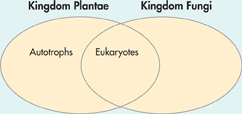 A Venn diagram comparing members of Kingdom Plantae and Kingdom Fungi. The common area of the two overlapping ovals is marked as Eukaryotes. Left portion is marked as Autotrophs.