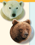 The heads of a polar bear and a brown bear.