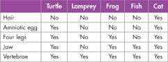 A table lists the derived characters that can be used to make a cladogram of vertebrates.