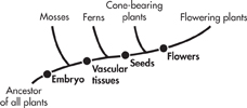 A cladogram of mosses, ferns and cone bearing plants.