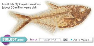 A fossil fish, Diplomystus dentatus which is about 50 million years old. 