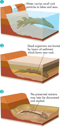 The diagram illustrates the process of fossil formation.