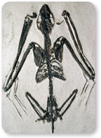 A photograph of a fossil bat.