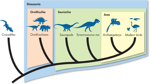The diagram shows a cladogram.
