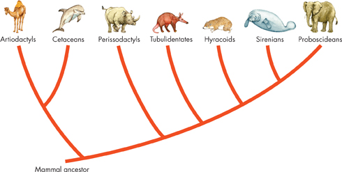 The diagram represents adaptive radiation of mammals.