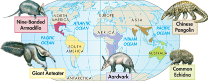 The diagram represents 'Convergent Evolution'. Different independent evolutions of a mammal that feed on ants and termites has been shown.