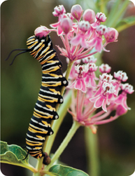 A monarch caterpillar feeds on the Milkweed plant.