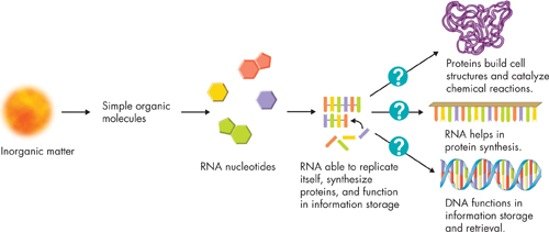 Illustration shows the hypothesis of 'Origin of RNA and DNA'.