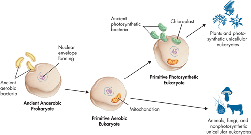 An illustration of 'The Endosymbiotic Theory.'