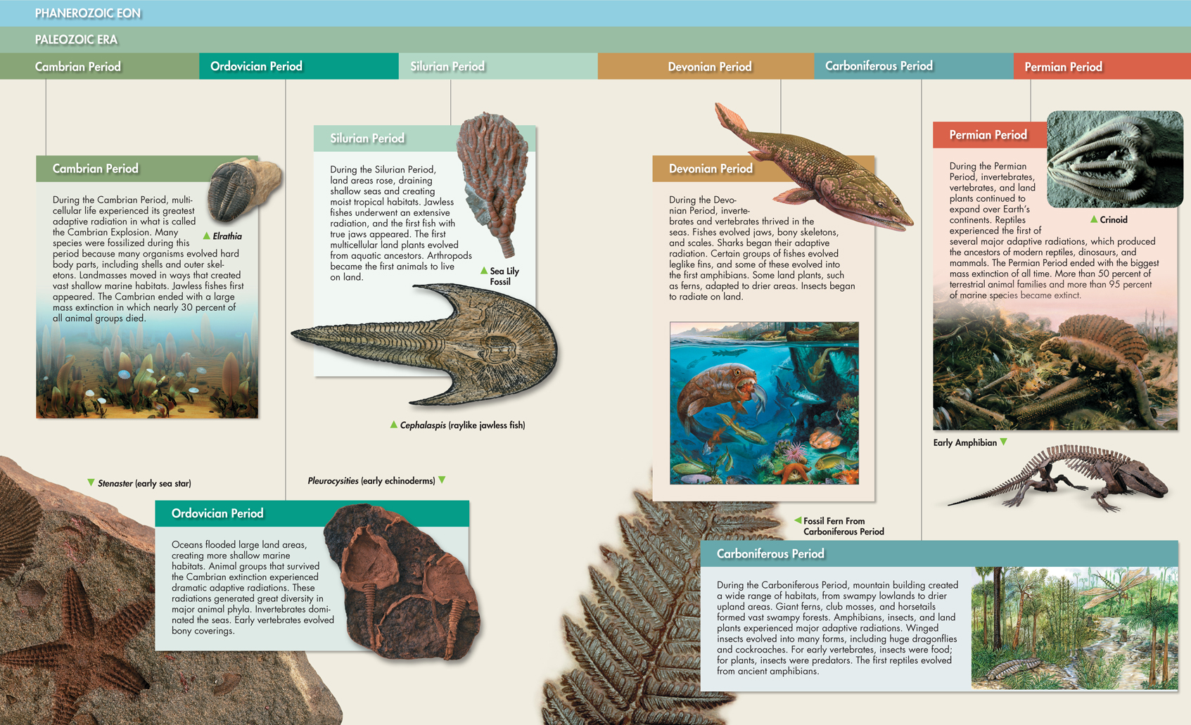 Classification of Paleozoic Era