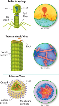 The Illustrations of a T4 bacteriophage, tobacco mosaic virus, and an influenza virus. 