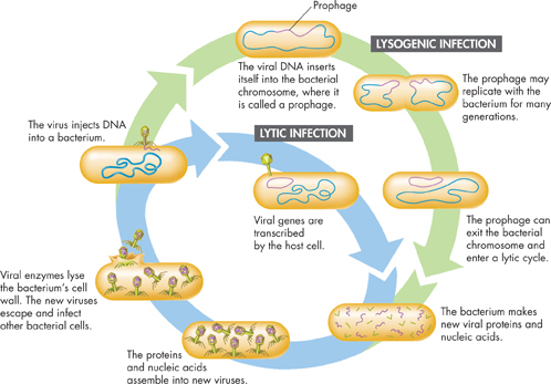 Illustration of lytic and lysogenic infection in bacteria.