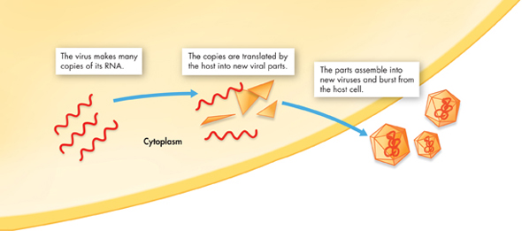 Illustration of a virus replicating in the host cytoplasm. 

