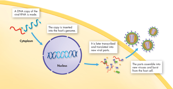 Illustration a virus infecting the cytoplasm and nucleus of the host cell.