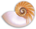 A sea shell.