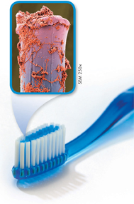 A tooth brush. Inset image shows a magnified image of a bristle covered with a film of bacteria.