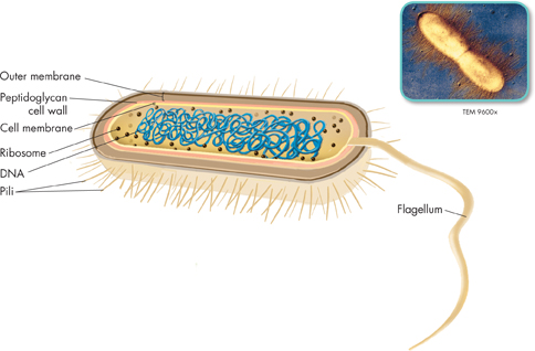 Structure of E.coli bacteria with inset image showing a micrograph of E.coli undergoing binary fission with pili visible.