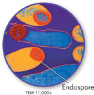 Magnified view of Endospore formation in a prokaryote cell.