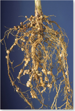 Soybean root nodules containing Rhizobium bacteria.