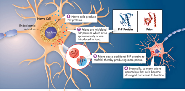 Illustration of Prion Infection Mechanism