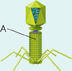 Structure of a virus with its cylindrical portion marked as 'A'.