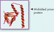 Misfolded prion protein.