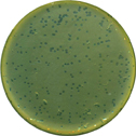 E.coli bacteria grown on Agar in a petri dish forming a bacterial lawn.