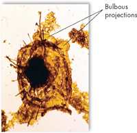 Fossil of an eukaryote showing Bulbous projections.
