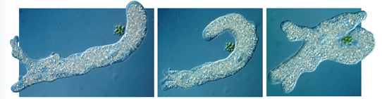 Movement of an amoeba is illustrated.