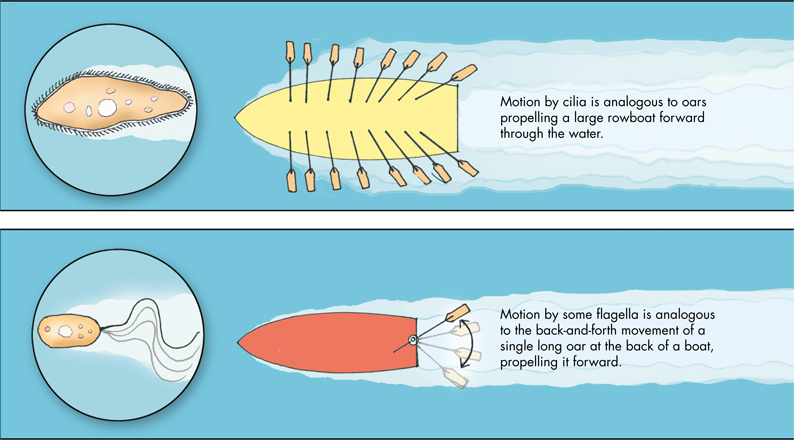 The illustration compares the movement of cell to the movement of a rowboat.