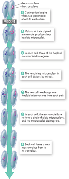 Conjugation of two paramecia is illustrated through various steps. 