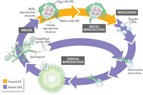 Life cycle of water mold is illustrated. It depicts how water molds can reproduce both sexually and asexually.