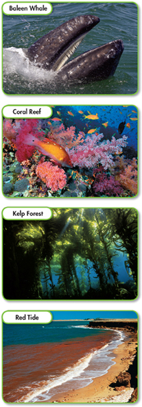 4 Ecological roles played by photosynthetic protists: A Baleen whale, Coral leaf, Kelp forest and Red tide.