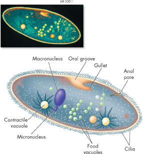A magnified view along with an illustration of the feeding structure of Paramecium.