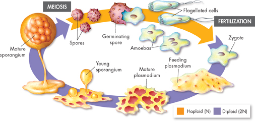Life cycle of slime mold is illustrated. The cyclic illustration is in two stages; Haploid and Diploid.