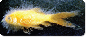 A gold fish.