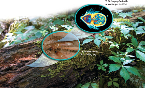 Colony of termite in a rotten log. Inset image shows a magnified view of the termite. Trichonympha is visible inside termite gut.