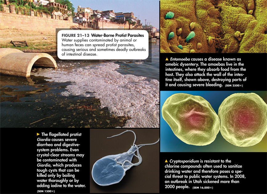 An illustration of diseases caused by water borne protist parasites.