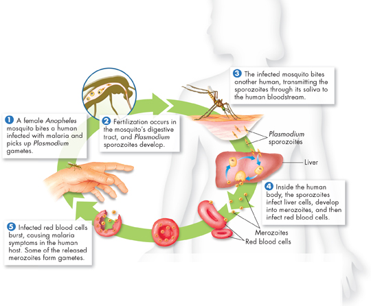 Life cycle of Plasmodium is illustrated. To complete the cycle two hosts an anopheles mosquito and a human is required.