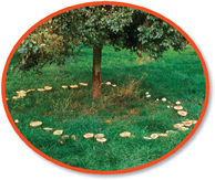A tree with a ring of mushroom grown around it.
