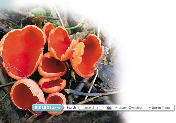 Scarlet cup fungus.