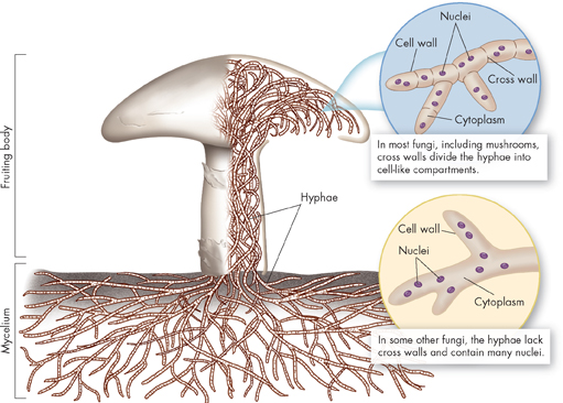 A section image illustrating the structure of a mushroom. Upper part is labeled as Fruiting body and underground part as Mycellium. Hyphae is also marked.