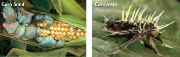 Two images, one show kernels of corn plant infected by corn smut and other shows a moth covered by cordyceps.