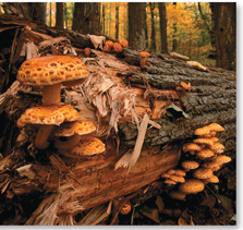 A bunch of mushrooms on a decaying tree trunk.