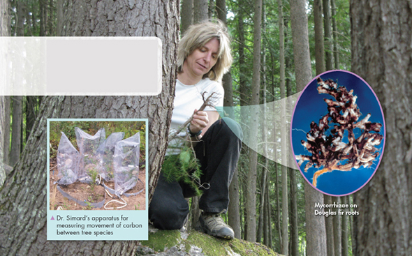A man sitting on a bark of a tree holding a root. Inset image shows magnified view of micorrhizae on a Douglas fir roots. Another image of Dr. Simard's apparatus for measuring movement of carbon between tree species is shown.