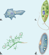 Four protist structures are shown:
 a. Amoeba
 b. Flagellated cell
 c. Sporagium
 d. Paramecium