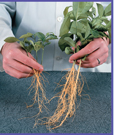 A man holding two different types of roots.