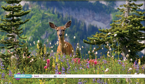 An alpine meadow with a deer standing in the field.